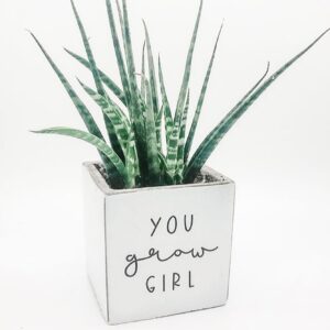 square succulent planters with punny funny sayings