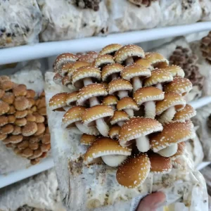 Grow your own mushroom kits - chestnut Mushroom Grow Kit - unique gifts saskatoon
